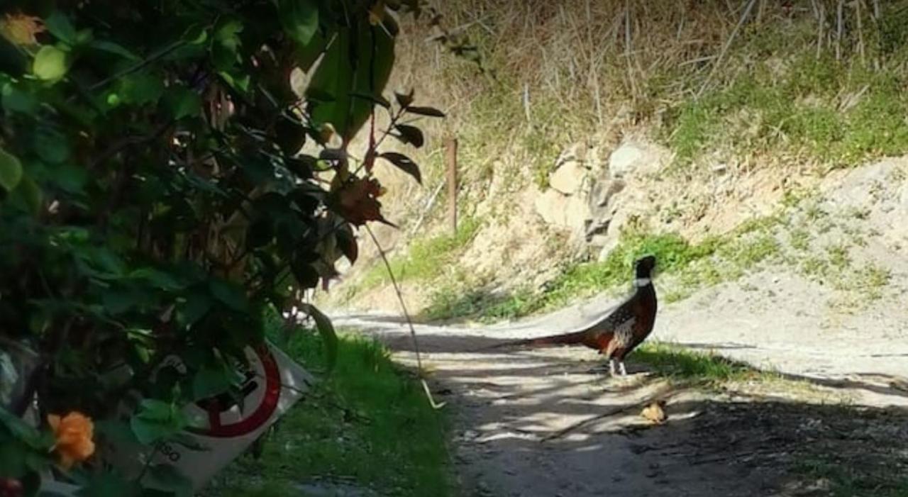 Romantic Casa Lorenzina Affittacamere Ventimiglia Buitenkant foto